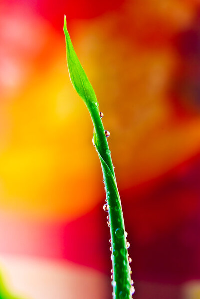 Green Sprout covered by raindrops