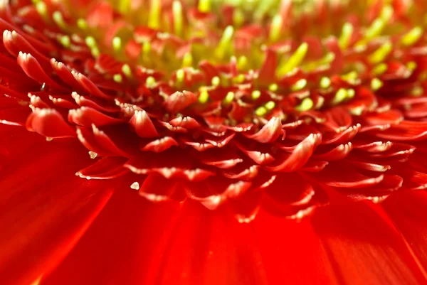 Red gerbera closeup — Stock Photo, Image