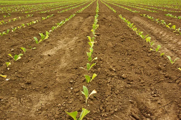 stock image Tobacco rows