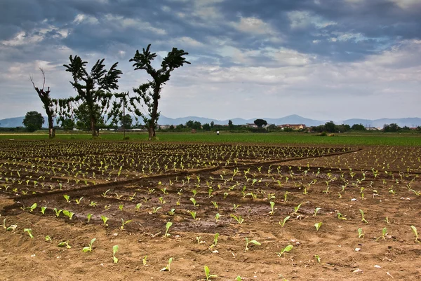 stock image Tobacco Field