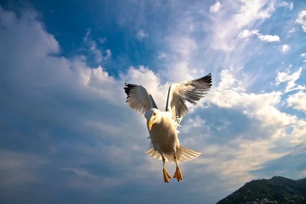 Чайка летит над голубым небом — стоковое фото