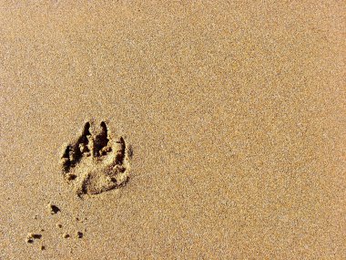 Animal footprint on the beach clipart