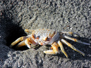 Beach crab clipart