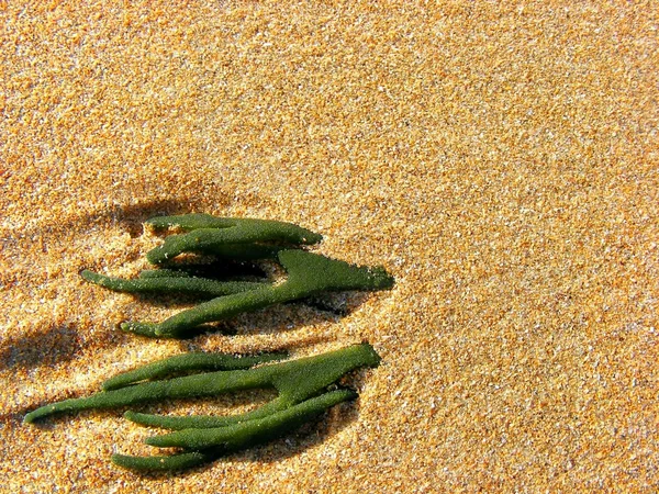 Algas verdes sob a areia — Fotografia de Stock