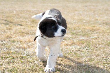 Accused puppy clipart