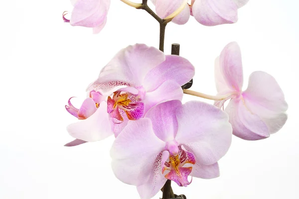 Blühende Orchideen — Stockfoto