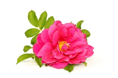 Wild rose clipart