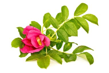 Wild rose clipart