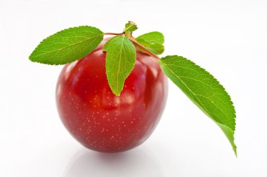 Cherry plum clipart