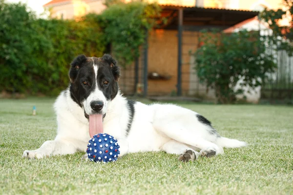 Мяч для собаки — стоковое фото
