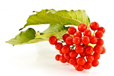 Viburnum clipart