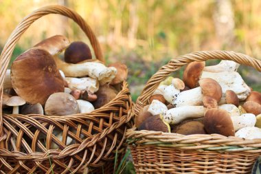 Basket with porcini mushrooms clipart