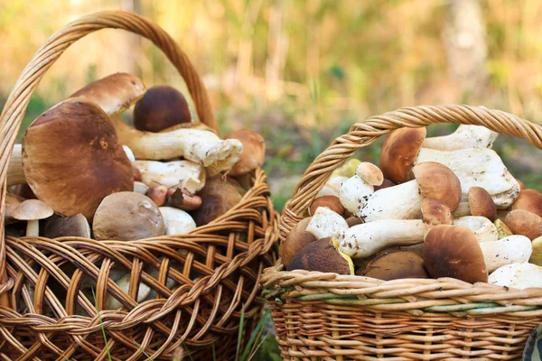 Mand met porcini champignons — Stockfoto