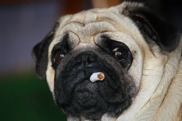 stock image Smoking