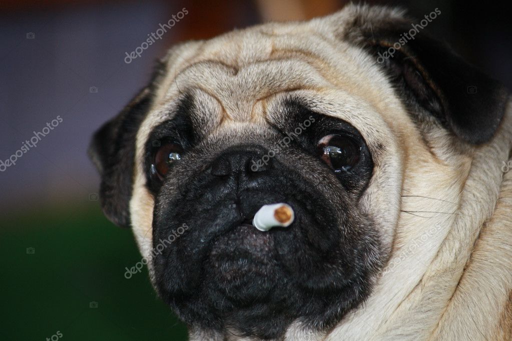 are cigarettes bad for dogs