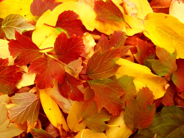 Sıcak renkler sonbahar. akçaağaç yaprakları zemin kaplama. — Stok fotoğraf