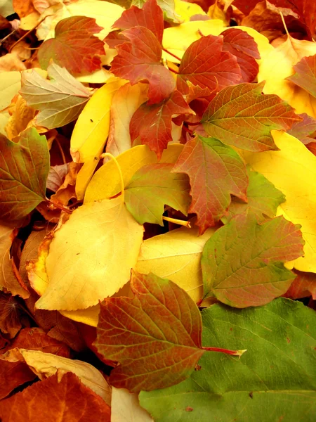 Sıcak renkler sonbahar. akçaağaç yaprakları zemin kaplama. — Stok fotoğraf