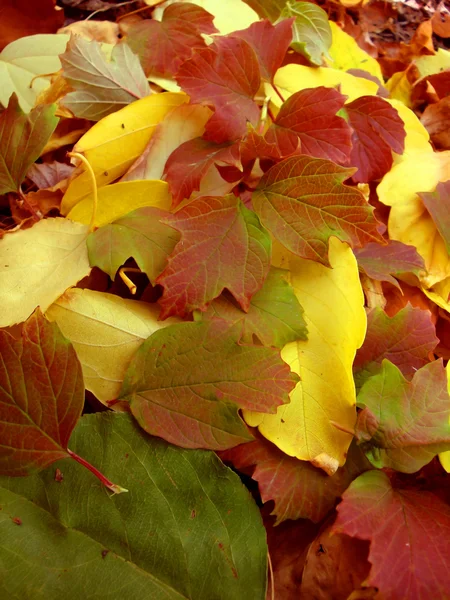 Teplé barvy podzimu. Javorové listy, u země. — Stock fotografie