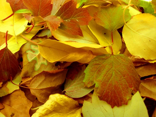Couleurs chaudes de l'automne. Feuilles d'érable couvrant le sol . — Photo