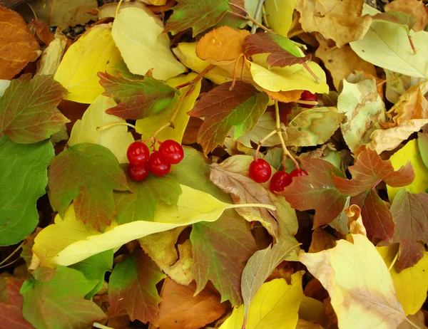 Couleurs chaudes de l'automne. Feuilles d'érable couvrant le sol . — Photo