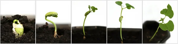 Growing seed — Stock Photo, Image