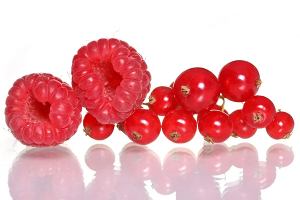 Raspberries and red currants — Stock Photo, Image
