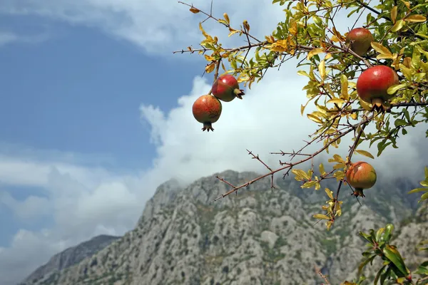 stock image Pomegranate tree