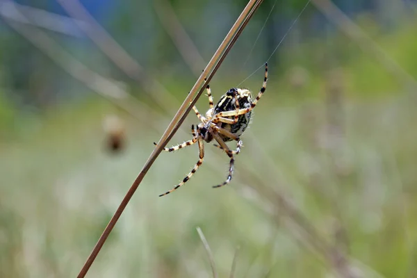 stock image Spider