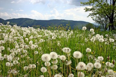 Dandelions clipart