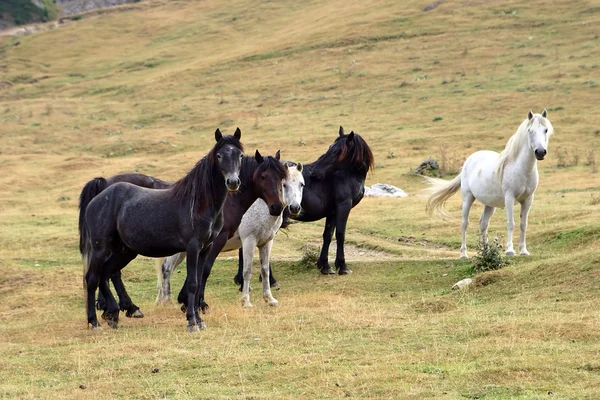 Halv vilda hästar — Stockfoto