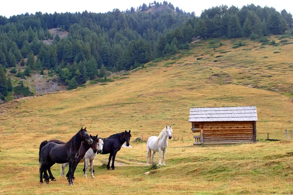 Metade dos cavalos selvagens — Fotografia de Stock