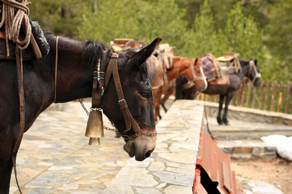 Grecia, mulas de montaña, Olympus — Foto de Stock