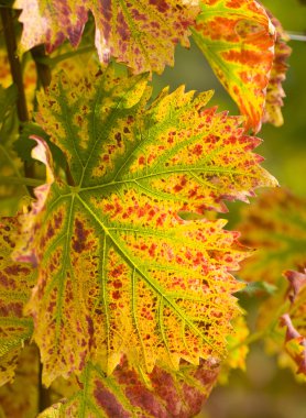 Leaf in the vineyard