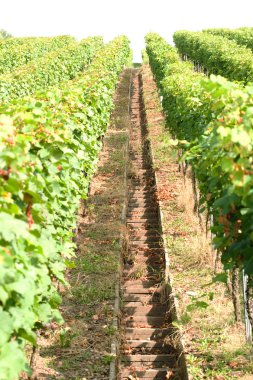 Vineyard adımları