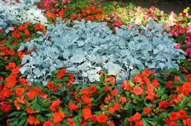 Flowerbed clipart