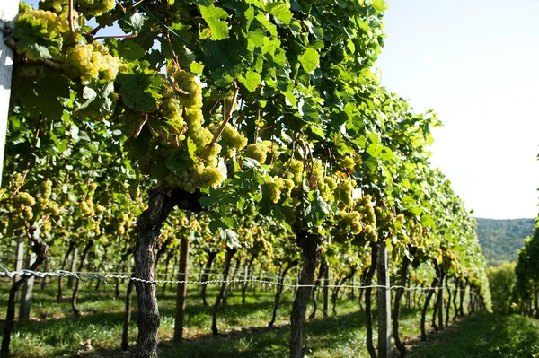 Nieuwe wijnstokken oogst — Stockfoto