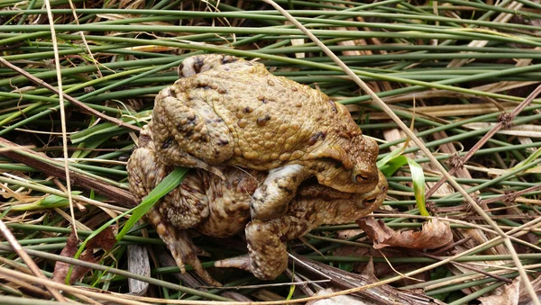 stock image Toad mating