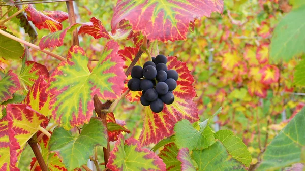 Zamatos szőlő — Stock Fotó