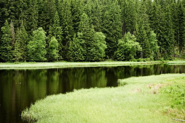 Forest lake — Stockfoto