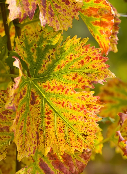 Leaf in the vineyard — Stockfoto