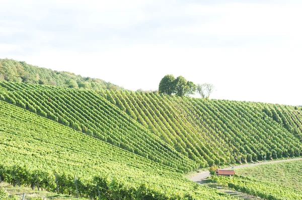 Sváb szőlő — Stock Fotó