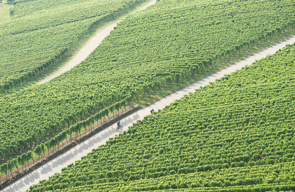 Two bikers in a german vineyard
