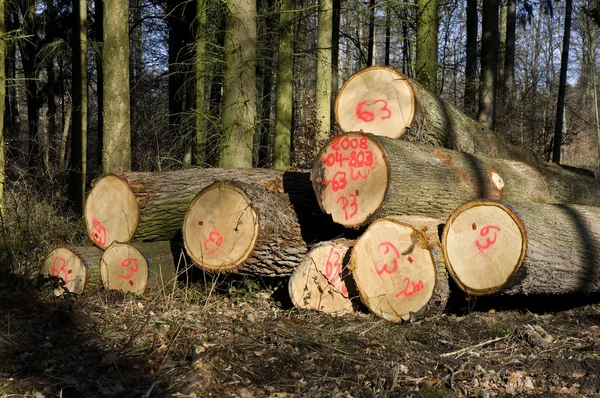 stock image Tree trunks