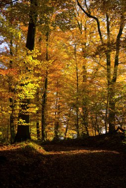 golden autumn forest clipart
