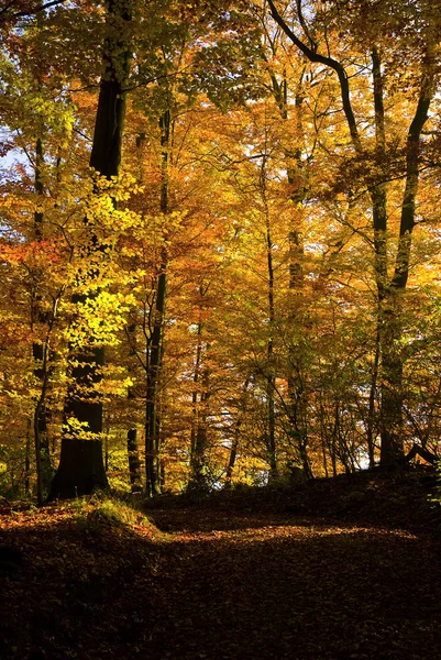 Golden autumn forest — Stock Photo, Image