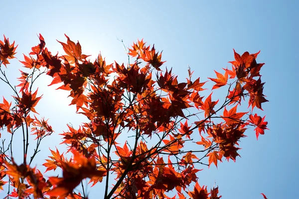 Acero giapponese rosso — Foto Stock