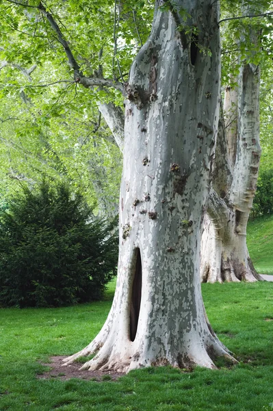 Çınar ağacı — Stok fotoğraf