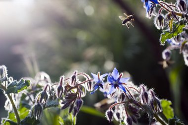 Pollination clipart