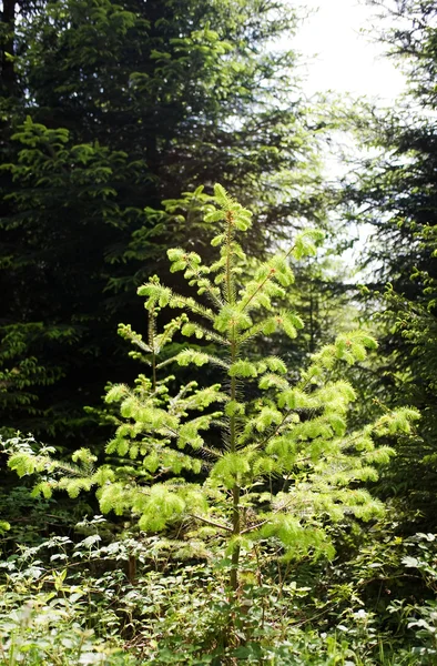 若い針葉樹 — ストック写真