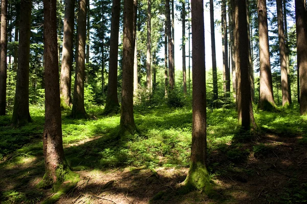 Hale forest — Stock Photo, Image